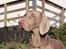 Weimaraner Bomlaz im Stoffer
