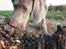 Weimaraner Bomlaz im Stoffer