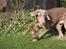 Weimaraner Bomlaz im Stoffer