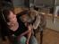 Weimaraner Bomlaz im Stoffer