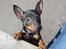 Dvaergpinscher Rødkildes - Murphi - Hej, mit navn er Murphi. Dette billede er taget i august 2009, hvor jeg var 8 uger gammel og lige blevet hentet hjem fra Rødkildes Kennel til mit nye hjem i Kbh. :)