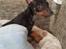 Dvaergpinscher Rødkildes - Murphi - Hmmm.....hvem tager et billede af mig :)