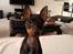 Dvaergpinscher Rødkildes - Murphi - En glad og smilende Murphi :)