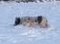 Border collie Talent