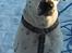 Blanding af racer pongo R.I.P
