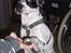 Blanding af racer pongo R.I.P