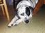 Blanding af racer pongo R.I.P