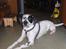 Blanding af racer pongo R.I.P