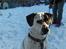 Blanding af racer pongo R.I.P