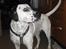 Blanding af racer pongo R.I.P
