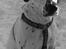Blanding af racer pongo R.I.P