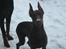 Dobermann enigma
