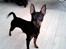 Dvaergpinscher Rødkildes - Murphi