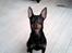 Dvaergpinscher Rødkildes - Murphi - En smilende Murphi :)