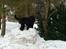 Sort russisk terrier hasse