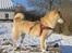 Shiba Shinju