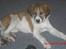 Blanding af racer Bella<3