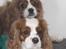 Cavalier king charles spaniel Buster R.I.P. 18/01-11