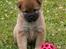 Shiba Panda - Panda da hun var lille baby :-)