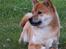 Shiba Panda