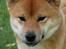Shiba Panda