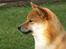 Shiba Panda