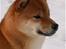 Shiba Panda