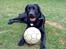 Labrador retriever Max (16.06.2008 - 10.06.2020)