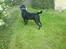Labrador retriever Max (16.06.2008 - 10.06.2020)