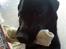Labrador retriever Max (16.06.2008 - 10.06.2020)