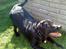 Labrador retriever Max (16.06.2008 - 10.06.2020)