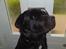 Labrador retriever Max (16.06.2008 - 10.06.2020)