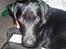 Labrador retriever Max (16.06.2008 - 10.06.2020)