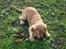 Cocker spaniel Bertha