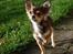 Chihuahua Cody - 21 uger: Ja lidt forfængelig kan man godt se ud ;D