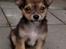 Chihuahua Cody - 10 uger: se hvor jeg charmer :-)