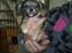 Chihuahua Cody - 5 uger: første gang min mor besøgte mig