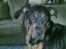 Blanding af racer Fraya R.I.P 26/4-2011