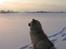 Chow chow TrisseVonMontasio  - Februar 2010