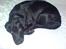 Labrador retriever Max (16.06.2008 - 10.06.2020)