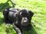 Labrador retriever Max (16.06.2008 - 10.06.2020)