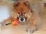 Eurasier Nemo (Beebob) R.I.P. - Nemo - Febuar 2010... Leger med bold da han blev passe hos farmor :-)