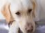 Labrador retriever Bailey