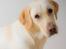 Labrador retriever Bailey