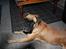 Boxer Kahlua