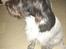 Blanding af racer Rollo (: - Min smukke hund<3