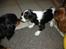 Cavalier king charles spaniel Fie født den 6/11-2009. - Første dag Fie var lige kommet hjem og skulle lige sige pænt god dag til Mille, Lady og Bella.