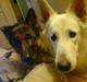 Schæferhund nicki *R.I.P*