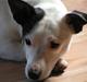 Jack russell terrier Nacho