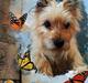 Cairn terrier <3 <3 Molly <3 <3